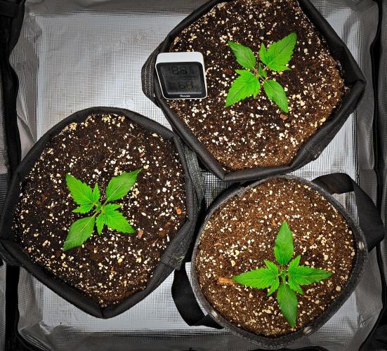Guava Runtz Auto | Fastbuds. Week 2 - Day 11