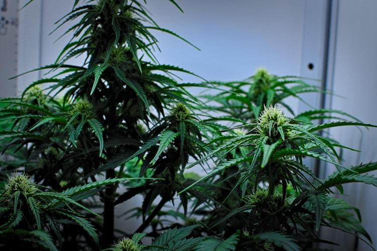 Jealousy Marker Auto | Ganja Farmer. Week 7 - Day 45