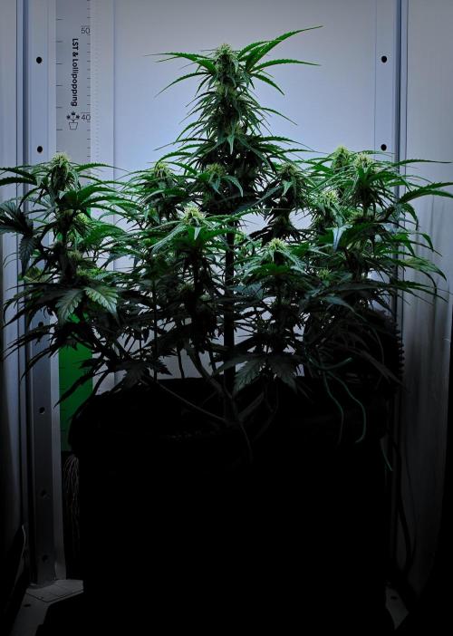 Jealousy Marker Auto | Ganja Farmer. Week 7 - Day 45