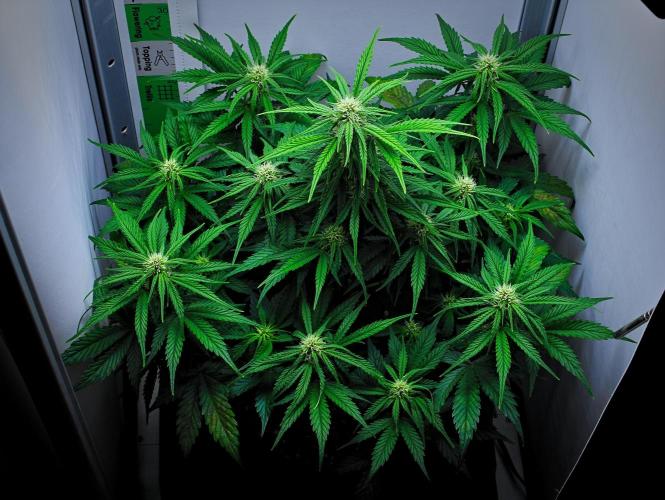 Jealousy Marker Auto | Ganja Farmer. Week 7 - Day 45