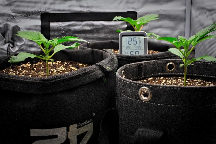 Guava Runtz Auto | Fastbuds. Week 2 - Day 13