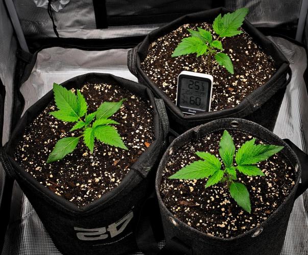 Guava Runtz Auto | Fastbuds. Week 2 - Day 13
