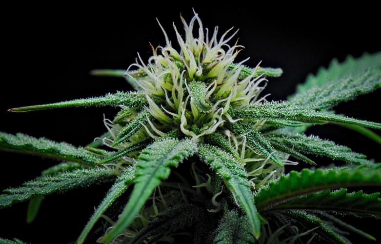 Jealousy Marker Auto | Ganja Farmer. Week 7 - Day 46