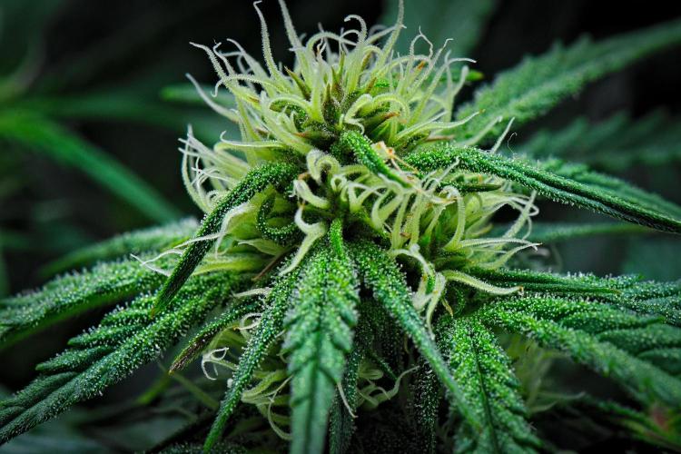 Jealousy Marker Auto | Ganja Farmer. Week 7 - Day 46