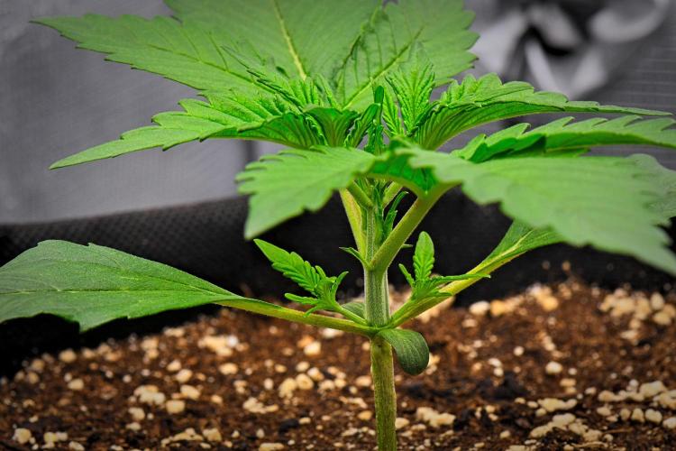 Guava Runtz Auto | Fastbuds. Week 2 - Day 14