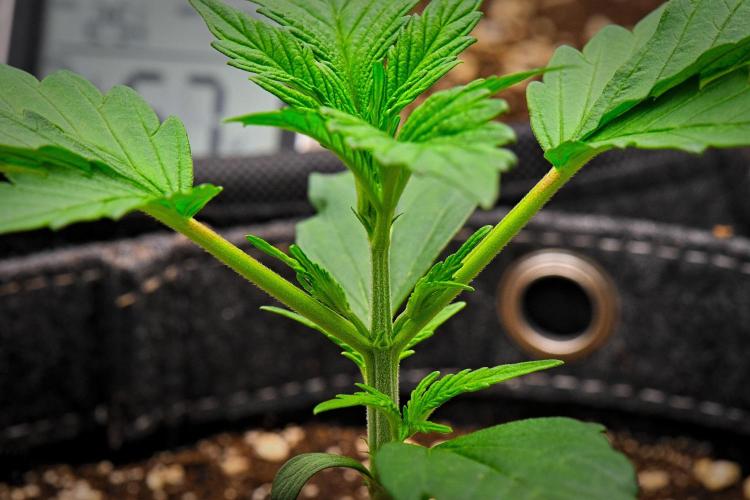 Guava Runtz Auto | Fastbuds. Week 2 - Day 14