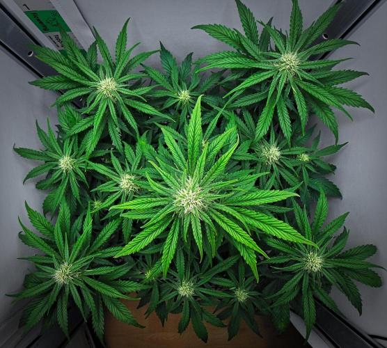 Jealousy Marker Auto | Ganja Farmer. Week 7 - Day 47