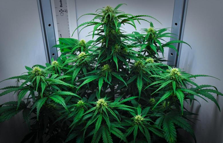 Jealousy Marker Auto | Ganja Farmer. Week 7 - Day 47