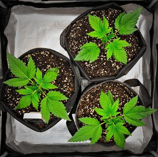 Guava Runtz Auto | Fastbuds. Week 3 - Day 15
