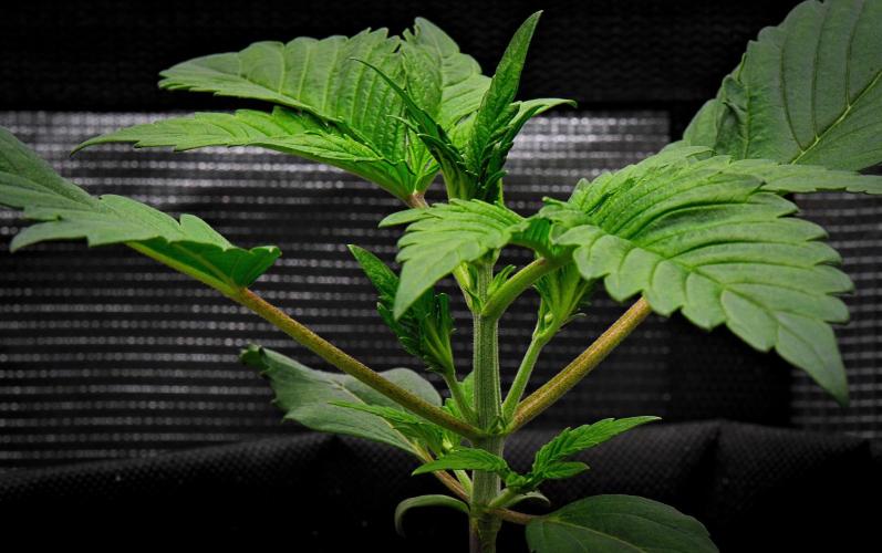 Guava Runtz Auto | Fastbuds. Week 3 - Day 15