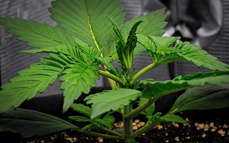 Guava Runtz Auto | Fastbuds. Week 3 - Day 15