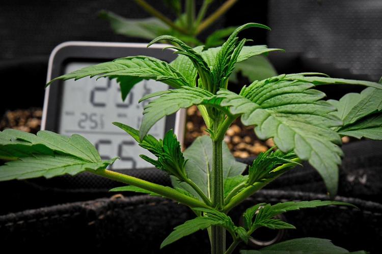 Guava Runtz Auto | Fastbuds. Week 3 - Day 15