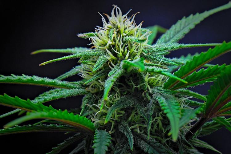 Jealousy Marker Auto | Ganja Farmer. Week 7 - Day 48