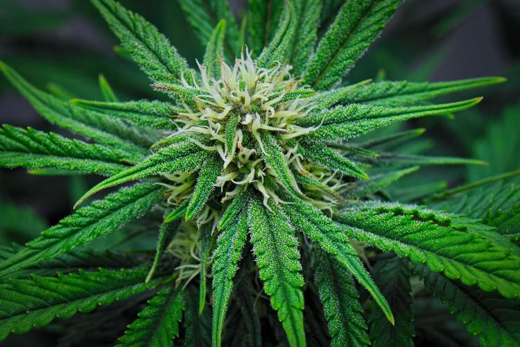 Jealousy Marker Auto | Ganja Farmer. Week 7 - Day 48