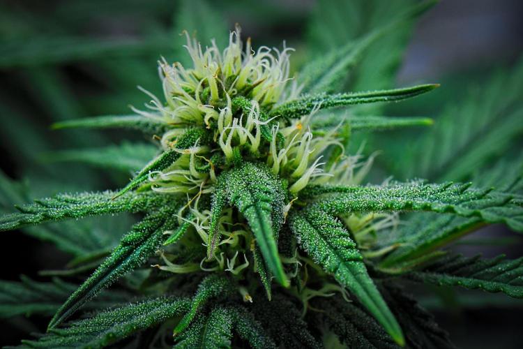 Jealousy Marker Auto | Ganja Farmer. Week 7 - Day 48