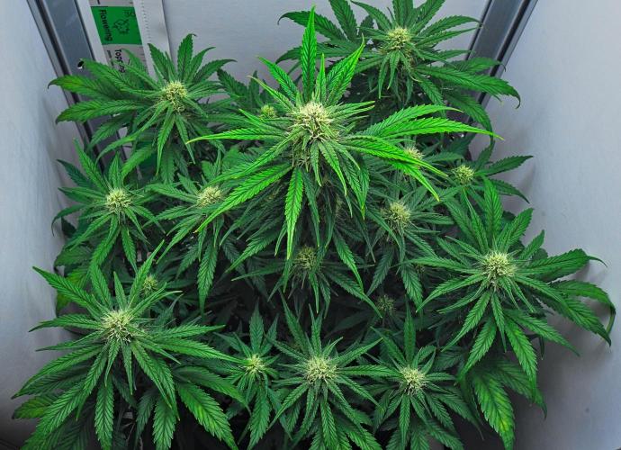 Jealousy Marker Auto | Ganja Farmer. Week 8 - Day 50