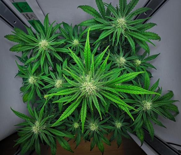 Jealousy Marker Auto | Ganja Farmer. Week 8 - Day 50