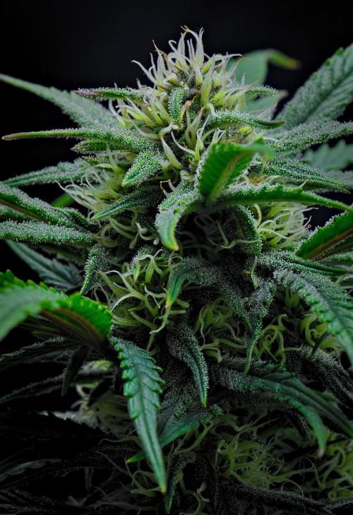 Jealousy Marker Auto | Ganja Farmer. Week 8 - Day 50