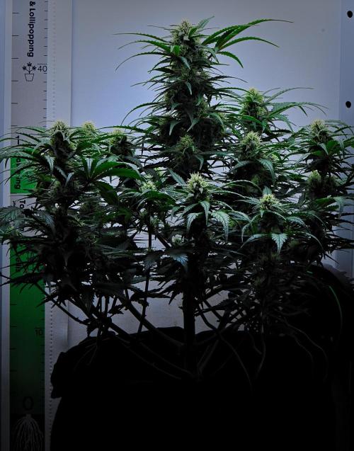 Jealousy Marker Auto | Ganja Farmer. Week 8 - Day 50