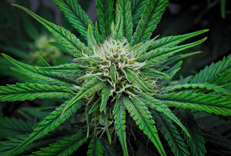 Jealousy Marker Auto | Ganja Farmer. Week 8 - Day 50