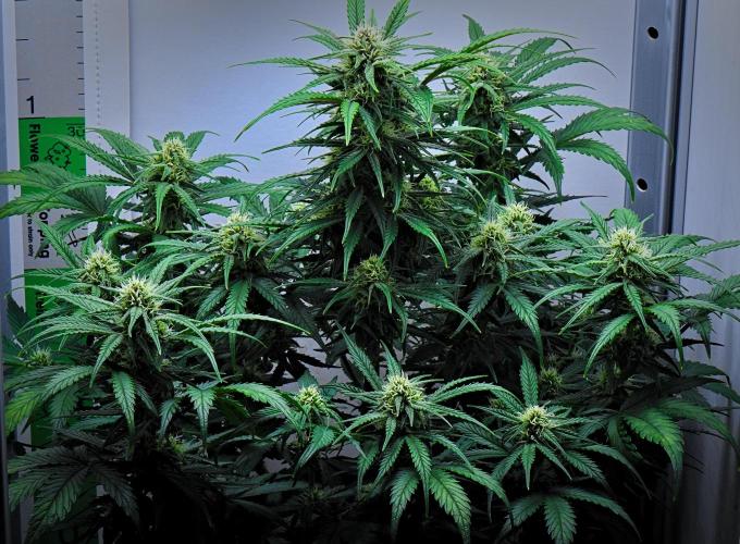 Jealousy Marker Auto | Ganja Farmer. Week 8 - Day 50