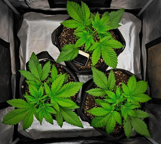 Guava Runtz Auto | Fastbuds. Week 3 - Day 18