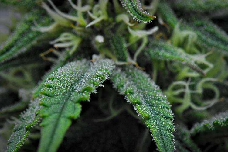 Jealousy Marker Auto | Ganja Farmer. Week 8 - Day 51