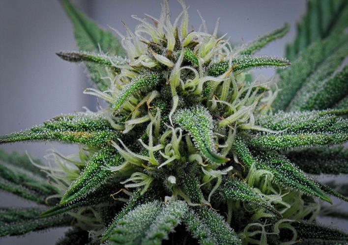 Jealousy Marker Auto | Ganja Farmer. Week 8 - Day 51