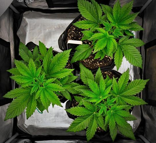 Guava Runtz Auto | Fastbuds. Week 3 - Day 20