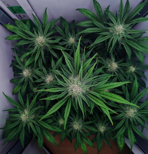 Jealousy Marker Auto | Ganja Farmer. Week 8 - Day 52