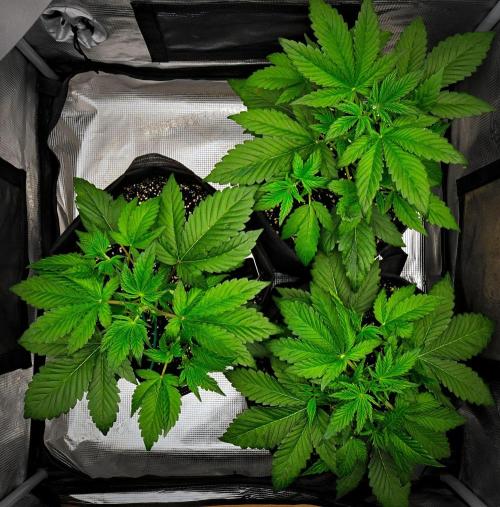 Guava Runtz Auto | Fastbuds. Week 3 - Day 21