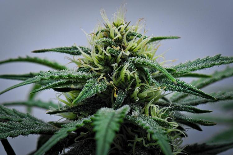 Jealousy Marker Auto | Ganja Farmer. Week 8 - Day 53