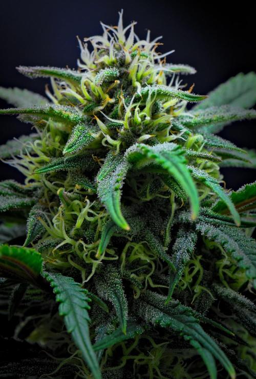 Jealousy Marker Auto | Ganja Farmer. Week 8 - Day 53