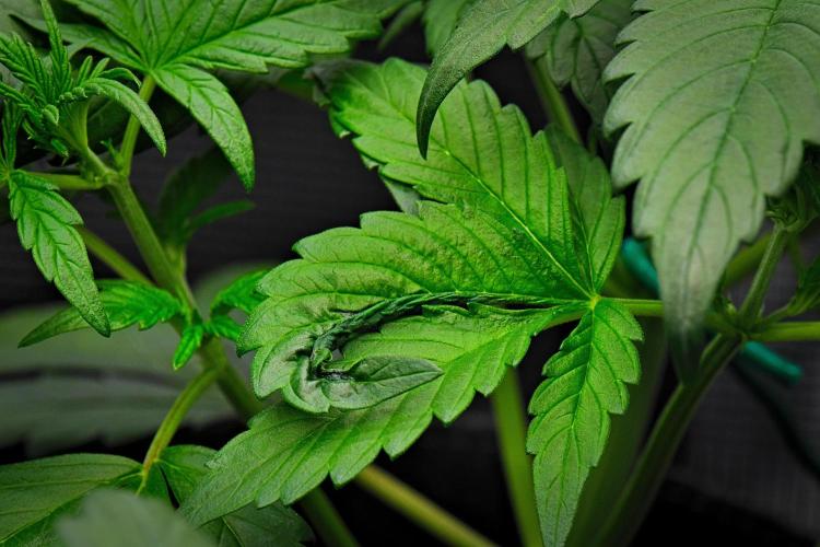 Guava Runtz Auto | Fastbuds. Week 3 - Day 21