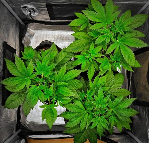 Guava Runtz Auto | Fastbuds. Week 4 - Day 22