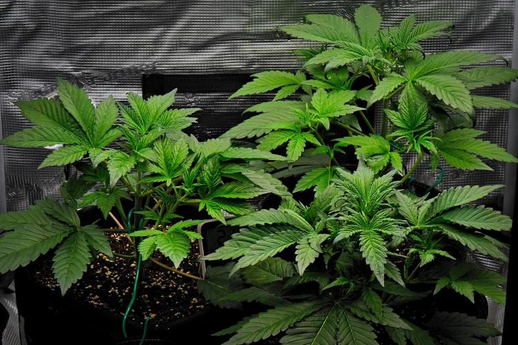 Guava Runtz Auto | Fastbuds. Week 4 - Day 22