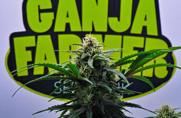 Jealousy Marker Auto | Ganja Farmer. Week 8 - Day 55