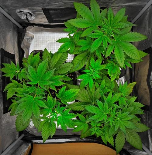 Guava Runtz Auto. Week 4