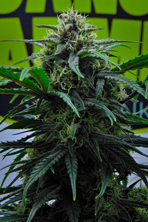 Jealousy Marker Auto | Ganja Farmer. Week 8 - Day 56