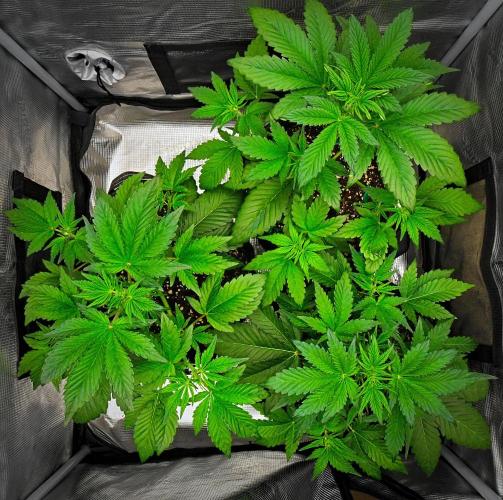 Guava Runtz Auto. Week 4