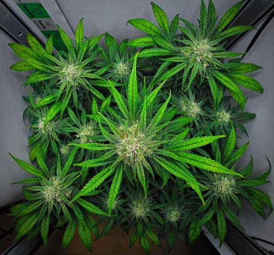 Jealousy Marker Auto | Ganja Farmer. Week 9 - Day 57