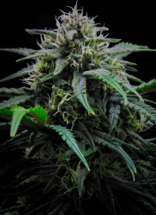 Jealousy Marker Auto | Ganja Farmer. Week 9 - Day 57