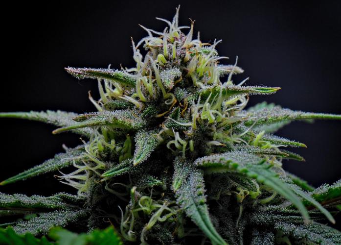 Jealousy Marker Auto | Ganja Farmer. Week 9 - Day 57