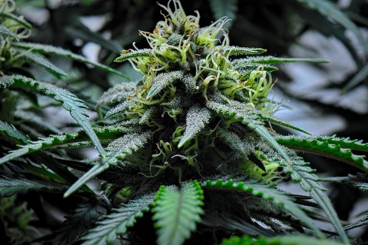 Jealousy Marker Auto | Ganja Farmer. Week 9 - Day 57