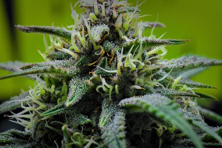 Jealousy Marker Auto | Ganja Farmer. Week 9 - Day 57