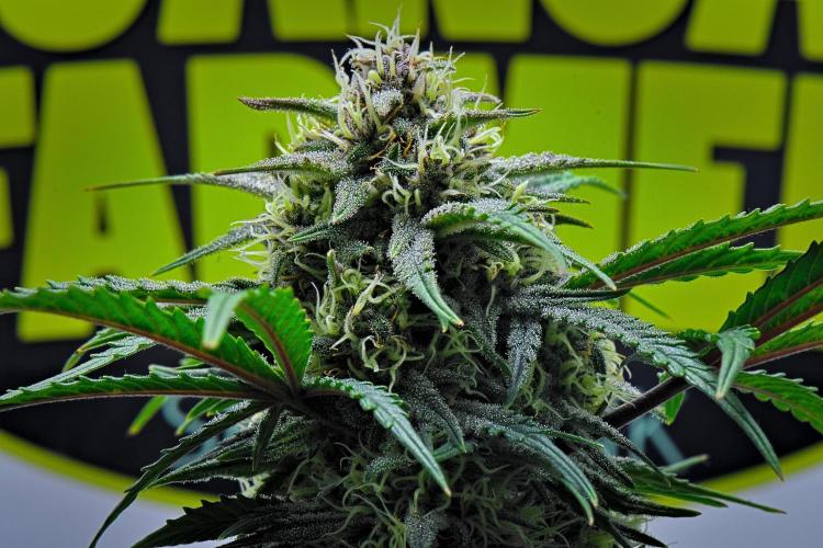 Jealousy Marker Auto | Ganja Farmer. Week 9 - Day 57