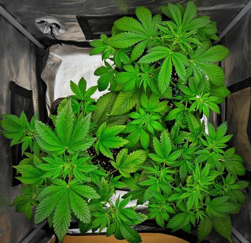 Guava Runtz Auto. Week 4