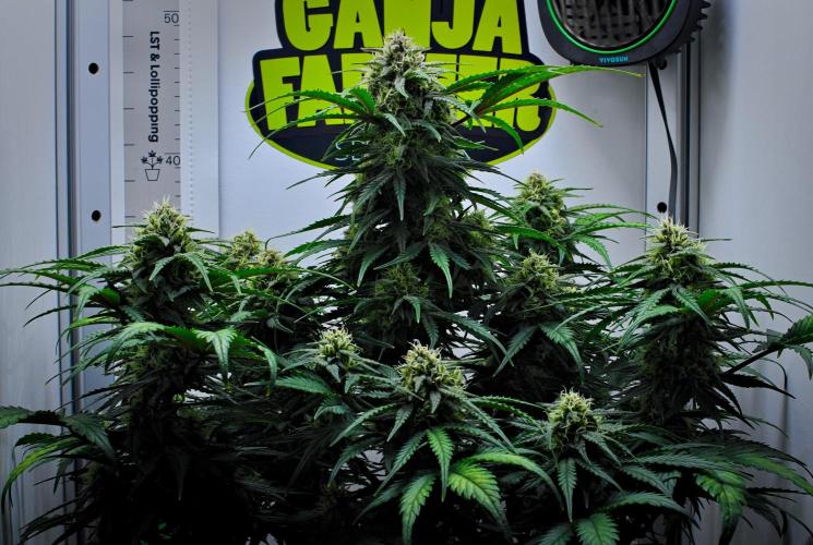 Jealousy Marker Auto | Ganja Farmer. Week 9 - Day 57