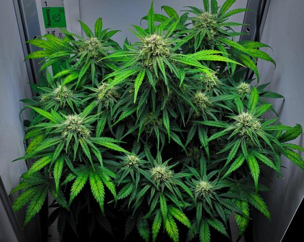 Jealousy Marker Auto | Ganja Farmer. Week 9 - Day 57