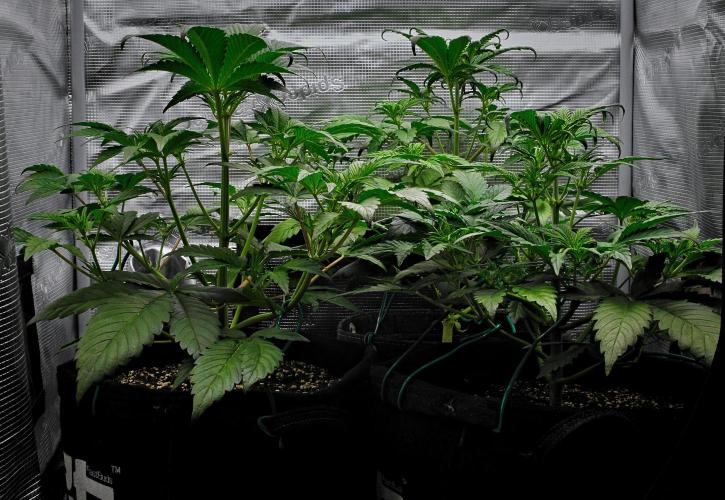 Guava Runtz Auto | Fastbuds. Week 4 - Day 26